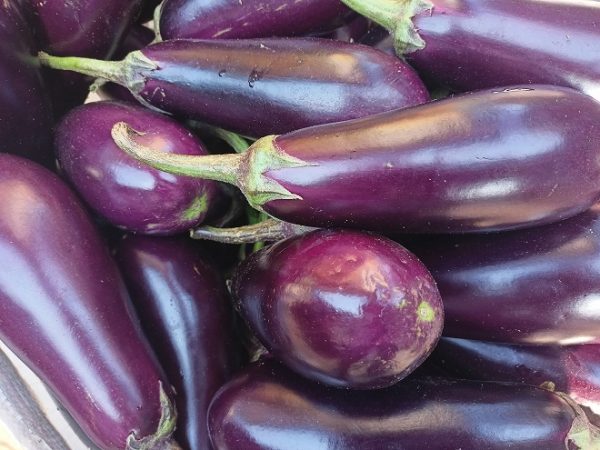 Brinjal (Black)