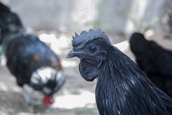 Kadaknath - Image 2